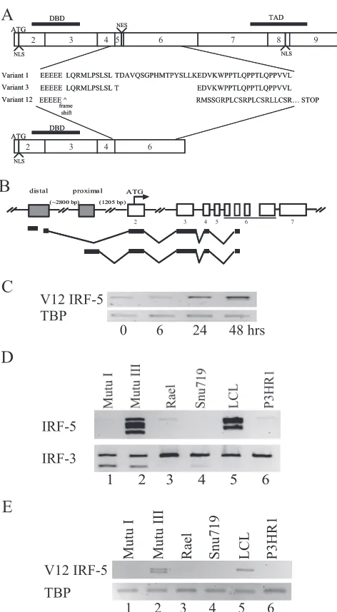 FIG. 6. EBV infection induces a novel alternative splice variant ofIRF-5, V12. (A) Exon structure of IRF-5 showing the predicted amino