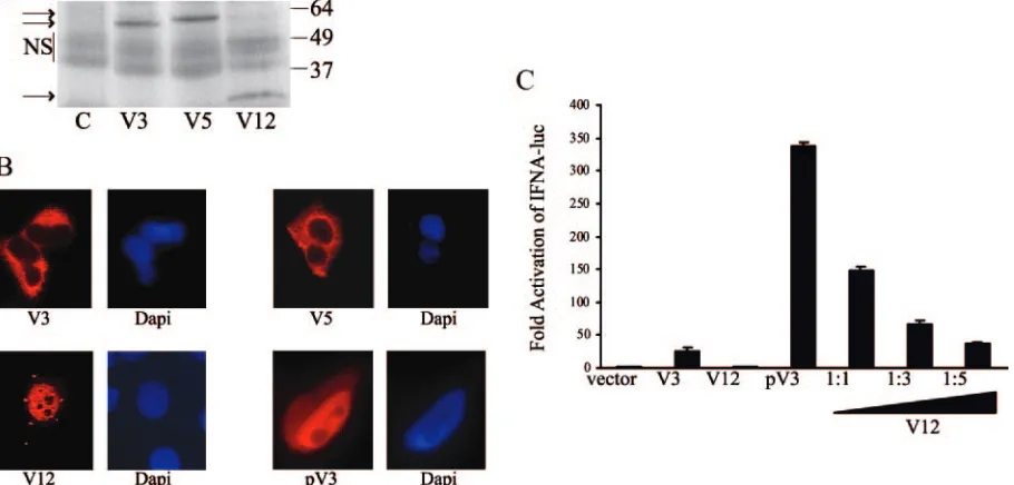 FIG. 7. V12 IRF-5 is constitutively nuclear and negatively regulates IRF-5 transactivation