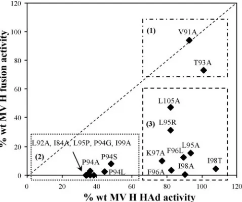 FIG. 7. Correlation of ability to promote fusion with HAd activityof MV H proteins with mutations in the HR-like domain in the stalk.
