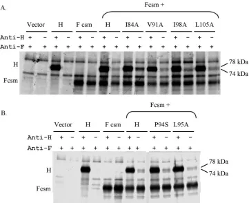 TABLE 1. Percent co-IP of mutated H proteins compared to theirHAd and fusion-promoting activities