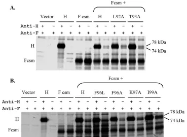 FIG. 10. Co-IP of MV H proteins carrying mutations in the IR with MV F. (A) Co-IP of L92A- and T93A-mutated proteins
