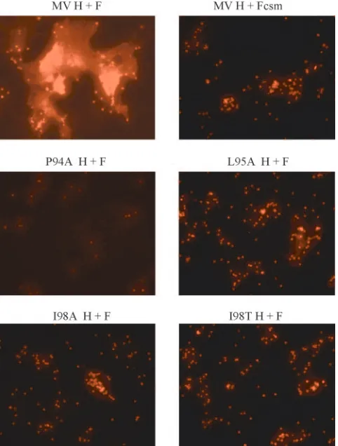 FIG. 11. Promotion of lipid mixing by MV H proteins with muta-tions in the HR-like domain
