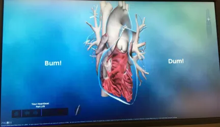 Figure 3.  A screenshot of Part 7/8 of zAnatomy 