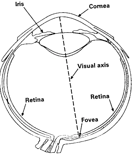 FIGURE 3.1: Human eye by Resnikoff (1987)
