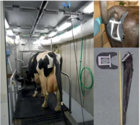 Figure 2.1. Cow in climate controlled respiration chamber and urine collection devise for quantitative  urine collection  