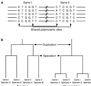 Figure 1.—(A) Shared polymorphic sites cre-ated by gene conversion. (B) Real tree (history)of gene duplication and speciation (left) and ob-served tree under concerted evolution (right).