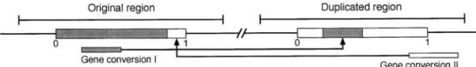 Figure 2.—Illustration of geneconversion events. The simulated re-gions are represented by large boxes:the shaded box represents the origi-nal region and the open box repre-sents the duplicated region beforegene conversion
