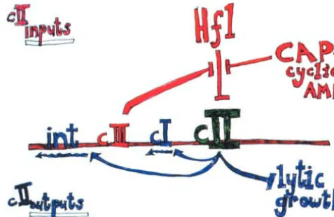 Figure 4.—Host inﬂuence on the lysis-lysogeny decision.