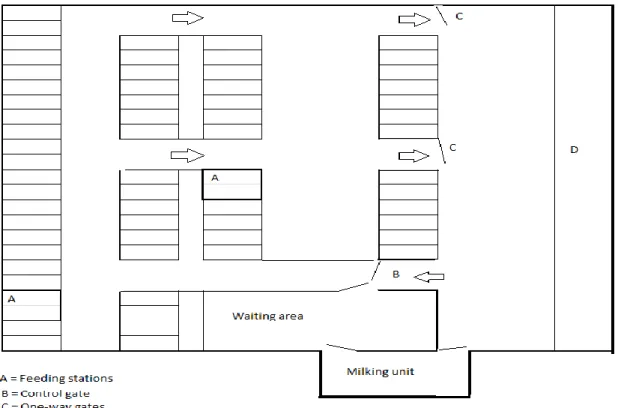 Fig 1. An example on barn layout for a feed-first cow traffic system. The resting area, with cubicles and feeding  stations (A), is on the left side in the figure
