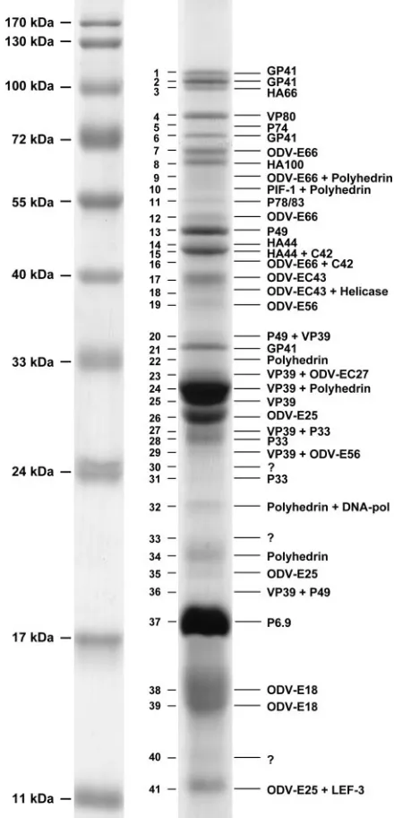 FIG. 1. SDS-PAGE proﬁle and MS results of puriﬁed HearNPVODV. ODV proteins were separated by 12% SDS-PAGE and stained