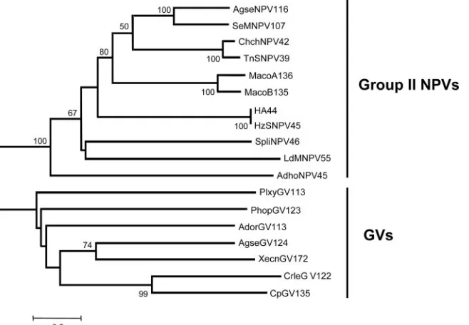 FIG. 3. Neighbor-joining tree derived from HA44 and its homologues among NPVs and GVs