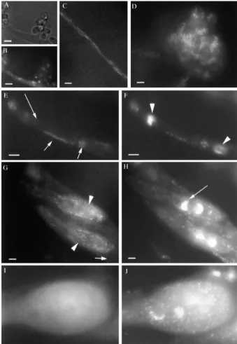 Figure 4.—RMP1-GFP localization inrmp1 (rmp1-1::GFP) during the vegeta-