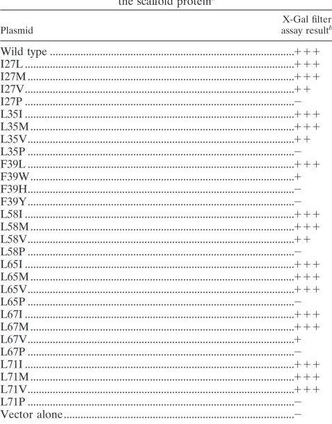 TABLE 1. Interaction of the VP5 mutants withthe scaffold proteina