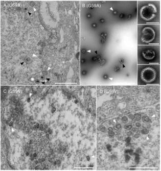 FIG. 5. Mutations at conserved glycine 59. Ultrastructural analysis of cells infected with G59A mutant virus (A) revealed several envelopedparticles, many that contained DNA (black arrowheads) and some that lacked DNA (white arrowheads)