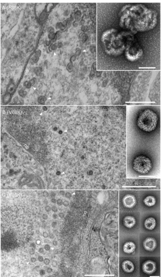 FIG. 7. Electron micrographs of thin sections of infected cells and negatively stained structures of F36K, V68K, and V80K viruses