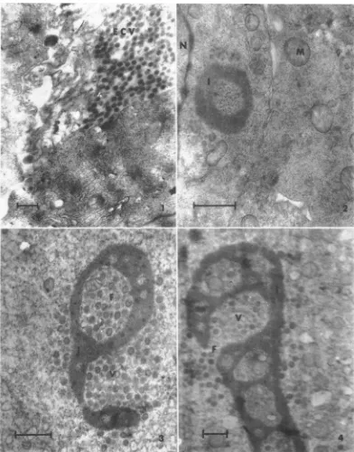 FIG. 8-1anidcollapsedP1,10, 1. Electron2 microgralphs ofntegatively stainied lymphocystis virlus particles.FIG