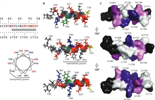 FIG. 8. Structural model of the NS4A C-terminal acidic region. (A) The experimentally determined helical region is shown as in Fig