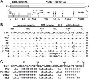 FIG. 1. Overview of NS4A. (A) HCV genome and polyprotein-processing strategy. Structural genes are light gray, and NS proteins are white.Cleavage sites are indicated by an open bullet (signal peptide peptidase), closed bullets (signal peptidase), an open arrow (NS2 cysteine protease