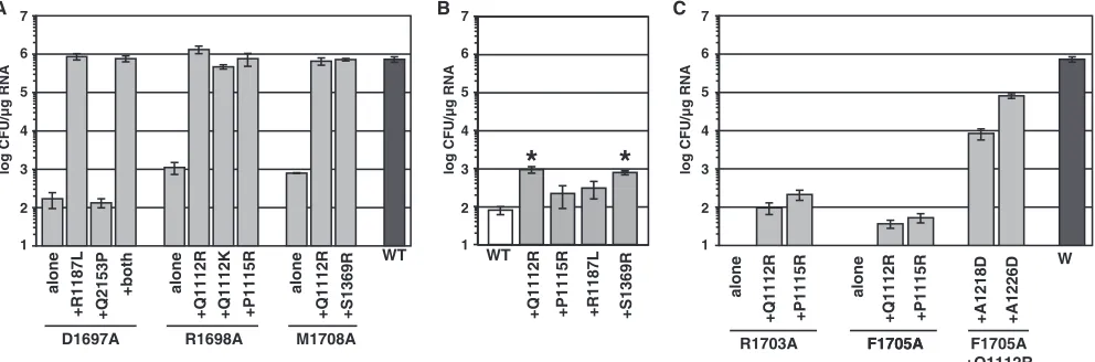 TABLE 3. Sequence analysis of replicons in selected blasticidin S-resistant cell clones