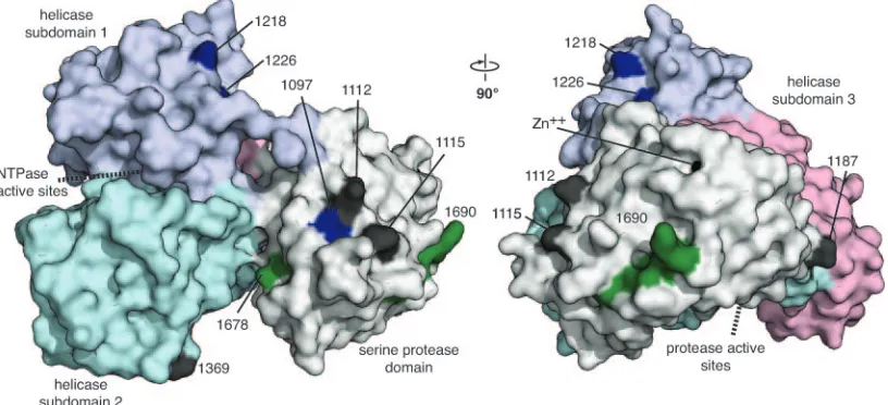 FIG. 5. Suppressor mutations map to the surface of NS3. The surface structure of single-chain NS3-4A is shown (PDB accession code 1CU1chain A)