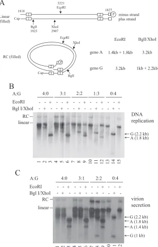 FIG. 8. Lack of signiﬁcant interference between genotypes A and G with regard to genome replication and virion secretion