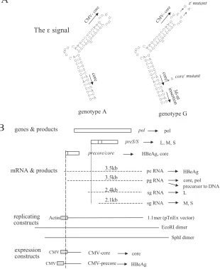 FIG. 1. (A) Predicted secondary structure of the εthe HBV sequence in the CMV-core constructs (see panel B) are indicated