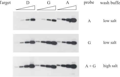 FIG. 2. Identiﬁcation of hybridization conditions for unbiased de-tection of both genotypes A and G