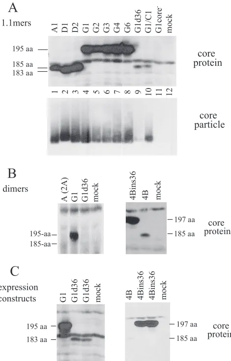 FIG. 4. Core protein expression from 1.1-mer genomes (A), tan-dem dimers (B), and CMV-core expression constructs (C)