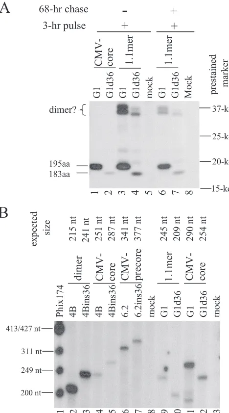 FIG. 6. The 36-nt insertion in the core gene increased core proteintranslation without up-regulating its steady-state mRNA level