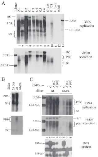 FIG. 7. HBV DNA replication and virion secretion from the 1.1-mer constructs (A) and dimer constructs (B and C)