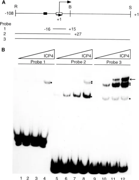 FIG. 1. ICP4-DNA complexes with ICP4 promoter and start siteDNA. (A) DNA probes generated from the ICP4 promoter (drawn to
