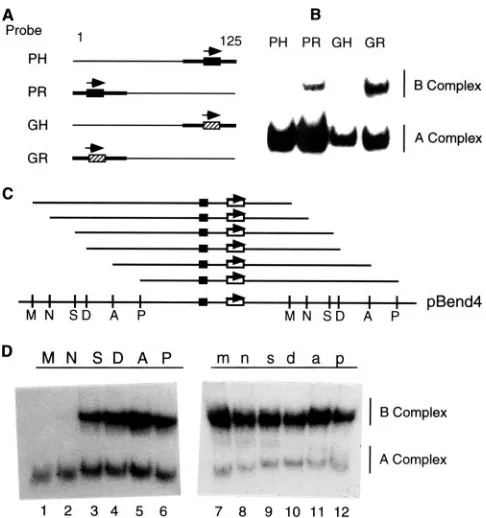 FIG. 2. A long stretch of DNA downstream of the ICP4 bindingsite is required for B complex formation