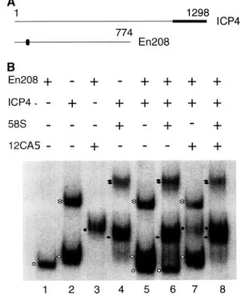 FIG. 4. B complex formation involves protein-protein interactions.(A) Schematic diagrams of ICP4 and En208