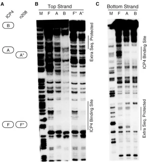FIG. 5. Number of ICP4 dimers present in the B complex. (A) Sche-matic diagram showing EICP4 and d810