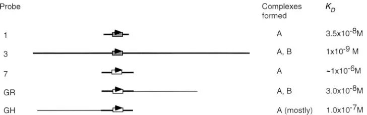 FIG. 7. Probes used for determining Kall relative to the transcription start site; probe GR, probe 7 trailed by 75 bp of plasmid DNA; probe GH, probe 7 appended downstream of 75bp of plasmid DNA