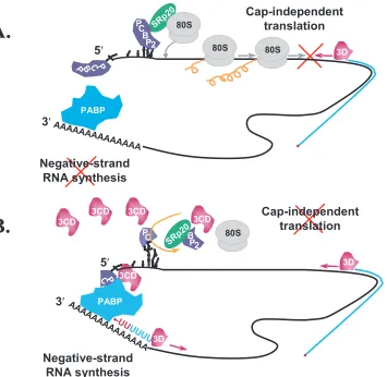 FIG. 9. Model of template selection during poliovirus translation and viral RNA replication