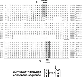 FIG. 2. Alignment of the human and mouse PCBP KH3 domain sequences showing putative 3C/3CD cleavage sites