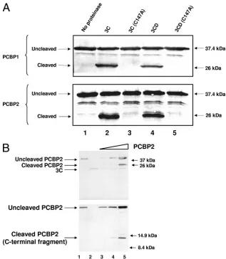 TABLE 2. Cleavage products of PCBP2