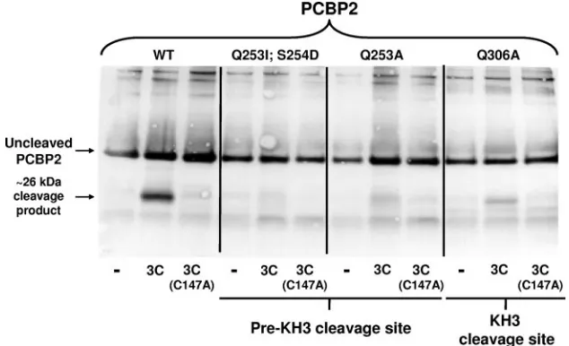 FIG. 4. Cleavage site mutations prevent 3C/3CD-mediated cleavage of PCBP2. Two mutations were constructed at the pre-KH3 cleavage site(Q253I S254D and Q253A), and one mutation was generated at the KH3 cleavage site in PCBP2