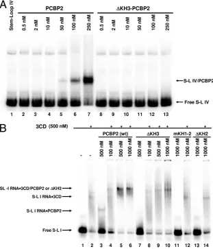 FIG. 5. Differential RNA-binding capacities of PCBP2 and PCBP2-�69 and Materials and Methods