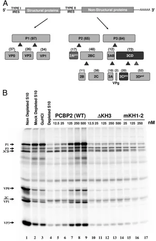 FIG. 6. Rescue of viral RNA translation in PCBP-depleted HeLa cell S10 extracts. (A) Genetic organization and processing map of dicistronicpoliovirus RNA used for in vitro translation and RNA replication assays