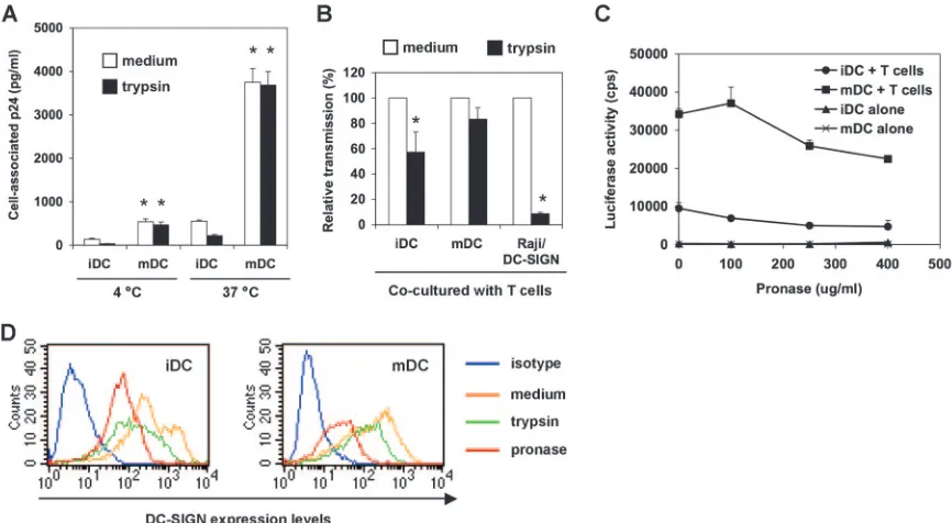 FIG. 4. mDCs are more potent than iDCs in protecting HIV from proteolysis. (A) mDCs enhance HIV binding and internalization
