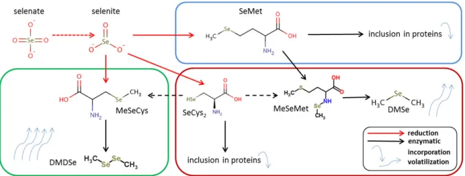 Figure 12:  Simplified scheme of Se transformation processes within plants characteristic for (but not limited to)  the group of non-accumulators (blue), secondary accumulators (red) and hyperaccumulators (green) (DMDSe – 