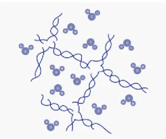 Figure 23: Scheme of organic lattice and connected H 2 O molecules of semi-solid phytoagar (Duchefa, 2011)