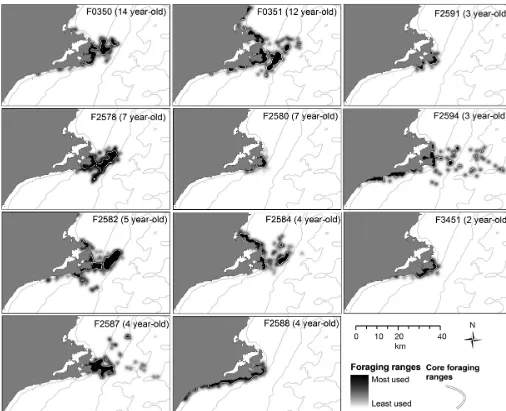 Fig. 2. Phocarctos hookeri.tours) of 11 female New Zealand sea lions satellite-tracked in April and May 2008 and 2009 at the Otago Peninsula