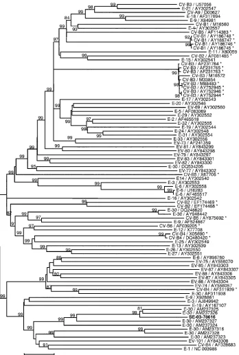 FIG. 5. Phylogenetic tree showing relationships between strain SE-03-78616 and HEV-B strains in the P2-P3 region