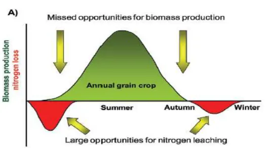 Figure 1.1. Potential for NO 3 -N leaching and crop growth in sole and double-crop  systems (adapted from Heggenstaller et al