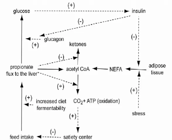 Figure 2.1. Model of control of feed intake by hepatic oxidation theory in ruminants  (adapted from Allen et al., 2009)