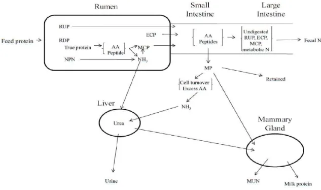 Figure 2.3. Nitrogen metabolism in the ruminant (adapted from Van Soest, 1994)  RUP = ruminally undegradable protein; RDP = ruminally degradable protein; NPN =  non-protein nitrogen; AA = amino acid; ECP = endogenous protein; MCP = microbial  protein, MP =