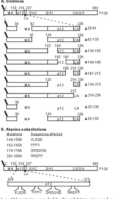 FIG. 1. v-Abl proteins encoded by the wild-type virus and gagtants. The different domains of the wild-type P120 v-Abl protein aredepicted